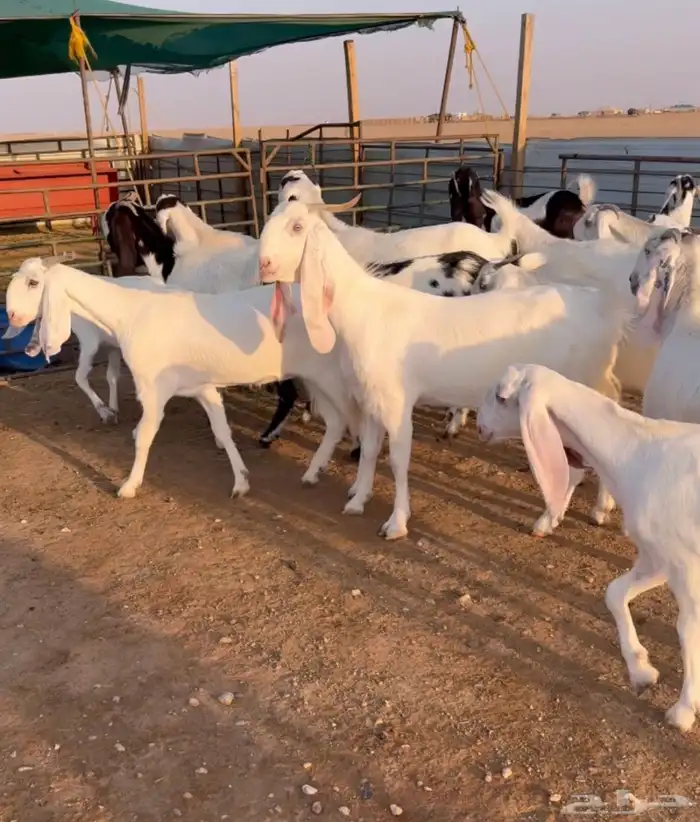 معزا بيض فاخرة 0