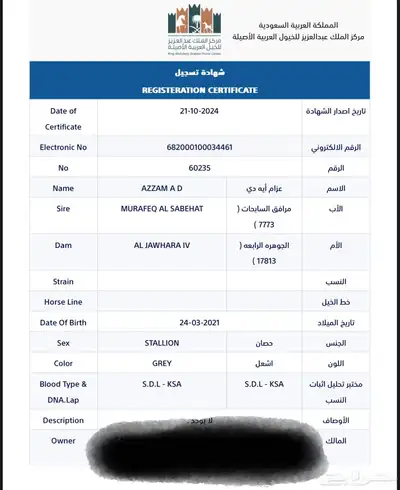 حصان شيخ بيور مصري 6