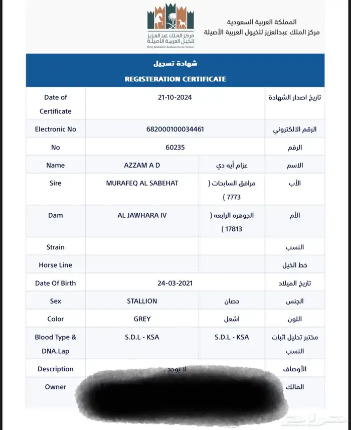 حصان شيخ بيور مصري 6