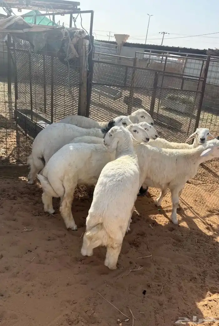 طليان ورخال مقفله شحم 3