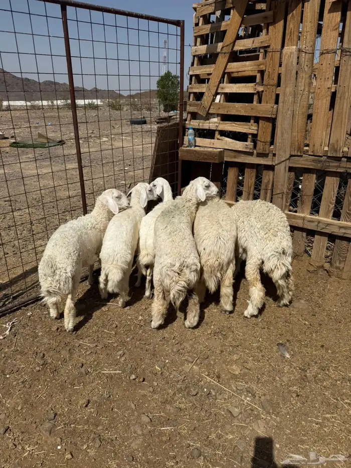 ذبايح طليان حري لحد باب بيتك -والتوصيل-لجميع أحياء المدينه 0