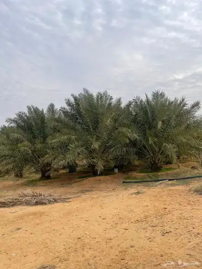 مزرعة للبيع جبل ساق 1