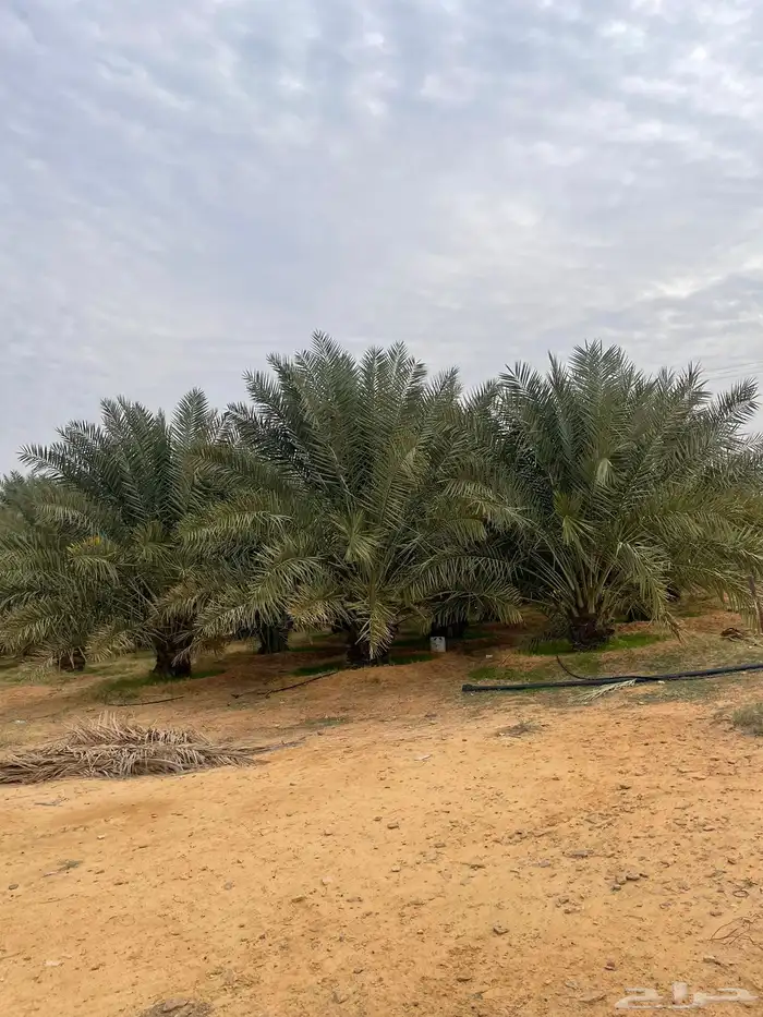 للبيع مزرعة البكيرية 1
