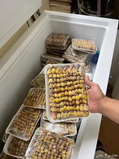 للبيع طيور التين 1