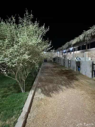 عسف مواكبة في مربط المعمورة 2