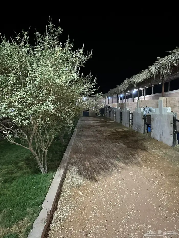 عسف مواكبة في مربط المعمورة 2