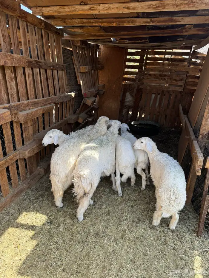 ذبايح طليان حري لحد باب بيتك -والتوصيل-لجميع أحياء المدينه 2