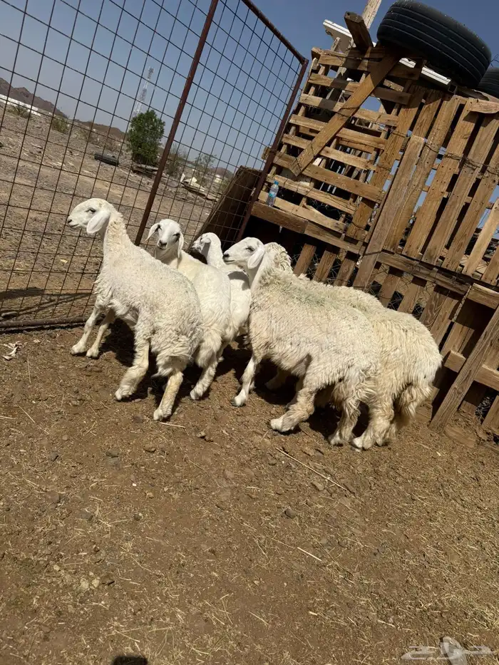 ذبايح طليان حري لحد باب بيتك -والتوصيل-لجميع أحياء المدينه 1