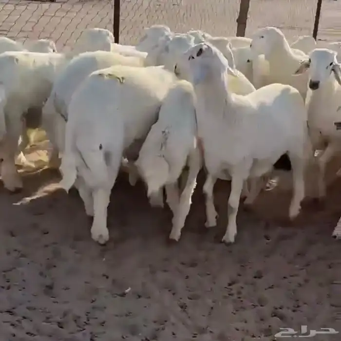 طليان و تيوس ثلاجه 3