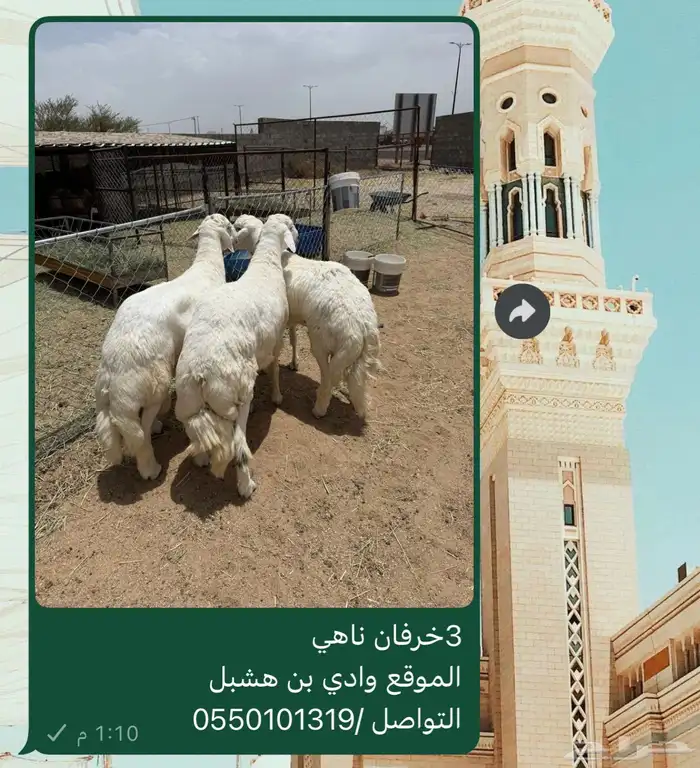 خرفان جبر ناهي 0