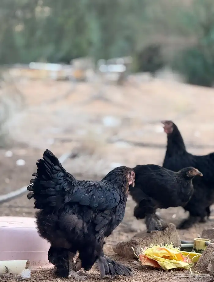 دجاج براهما 2