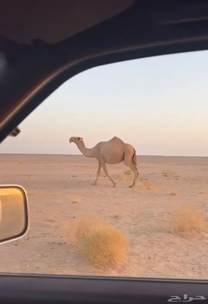 لقحه شعلا 0