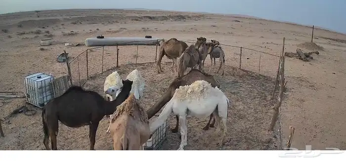للبيع نياق 0