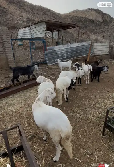طليان سواكن وتيوس مخاصي 12