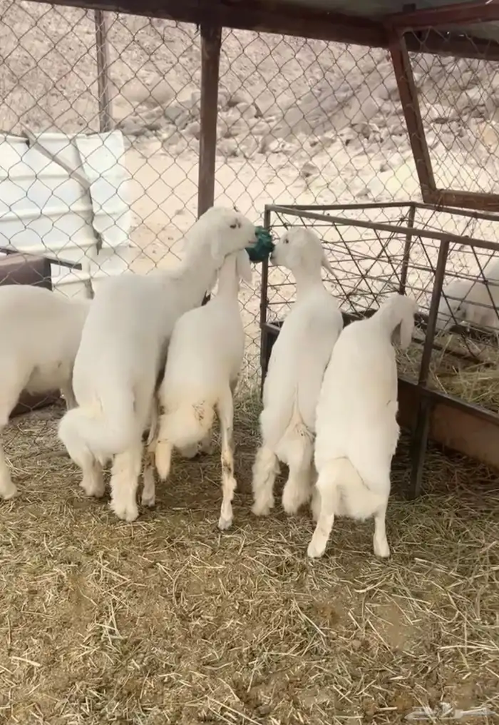خرفان ورخال للبيع 1