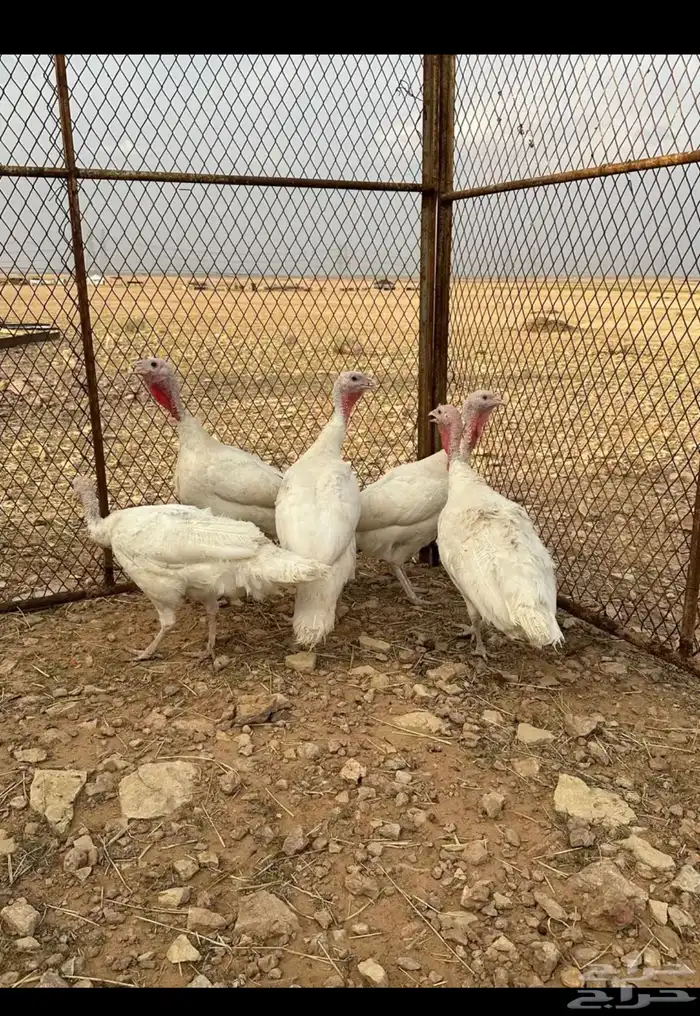 يوجد ست ديكه رومي 0