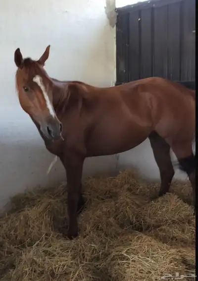 خيل إنجليزي للبيع 0