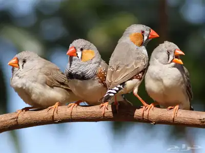 احتاج عدد كبير من طيور الزيبرا 0