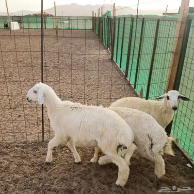 تيوس حريات عوارض وطليان وغيرها 3