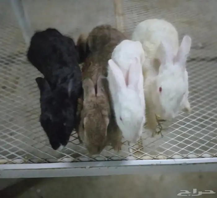 أرانب 4نوعها أنثى كلها 0