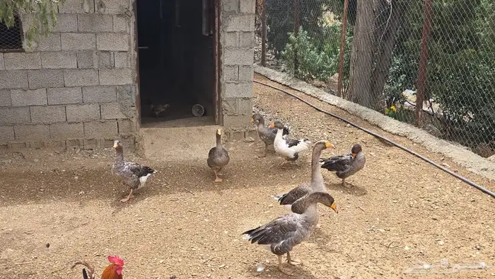 وز ودجاج رومي 4