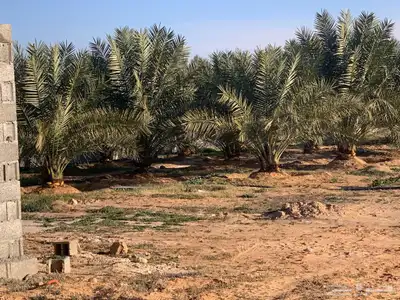 للبيع استراحة بالقواره المساحه 16000 متر على شارعين 19