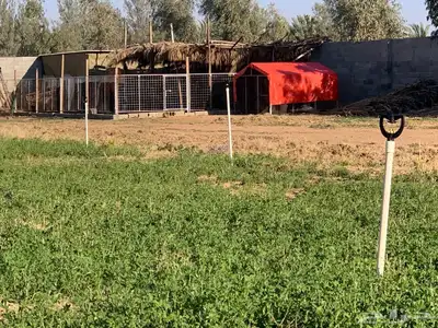للبيع استراحة بالقواره المساحه 16000 متر على شارعين 2