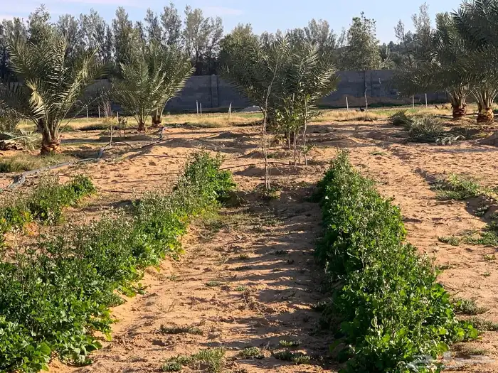 للبيع استراحة بالقواره المساحه 16000 متر على شارعين 12
