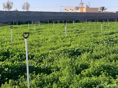 للبيع استراحة بالقواره المساحه 16000 متر على شارعين 0