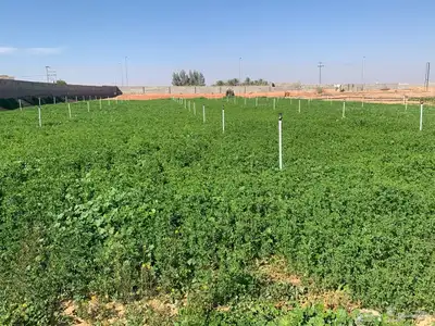 للبيع استراحة بالقواره المساحه 16000 متر على شارعين 6