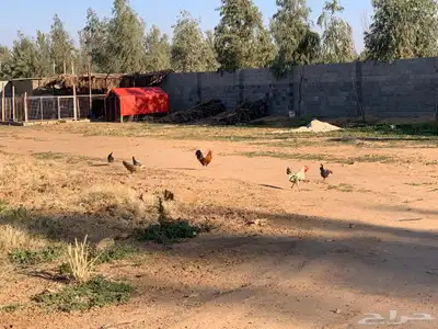 للبيع استراحة بالقواره المساحه 16000 متر على شارعين 37