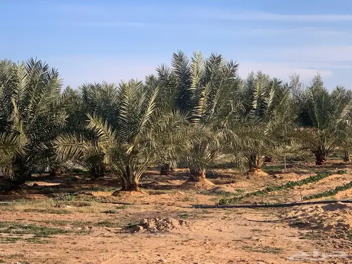 للبيع استراحة بالقواره المساحه 16000 متر على شارعين 20
