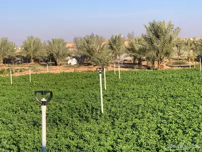 للبيع استراحة بالقواره المساحه 16000 متر على شارعين 31