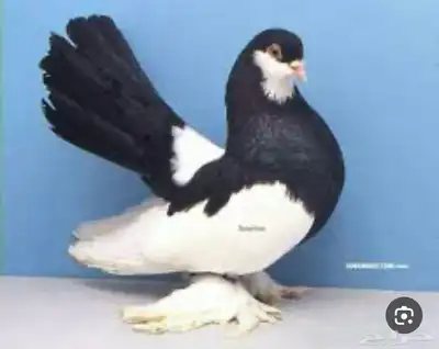 حمام 1