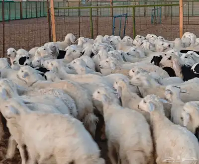 تيوس حريات عوارض وطليان وغيرها 4