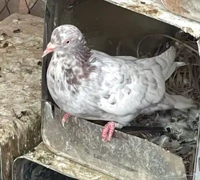 حمام مشكل 10 6