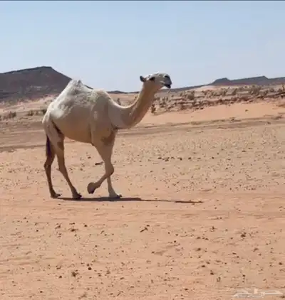 جذعه باتليه على جميع الشروط عليها30500 0