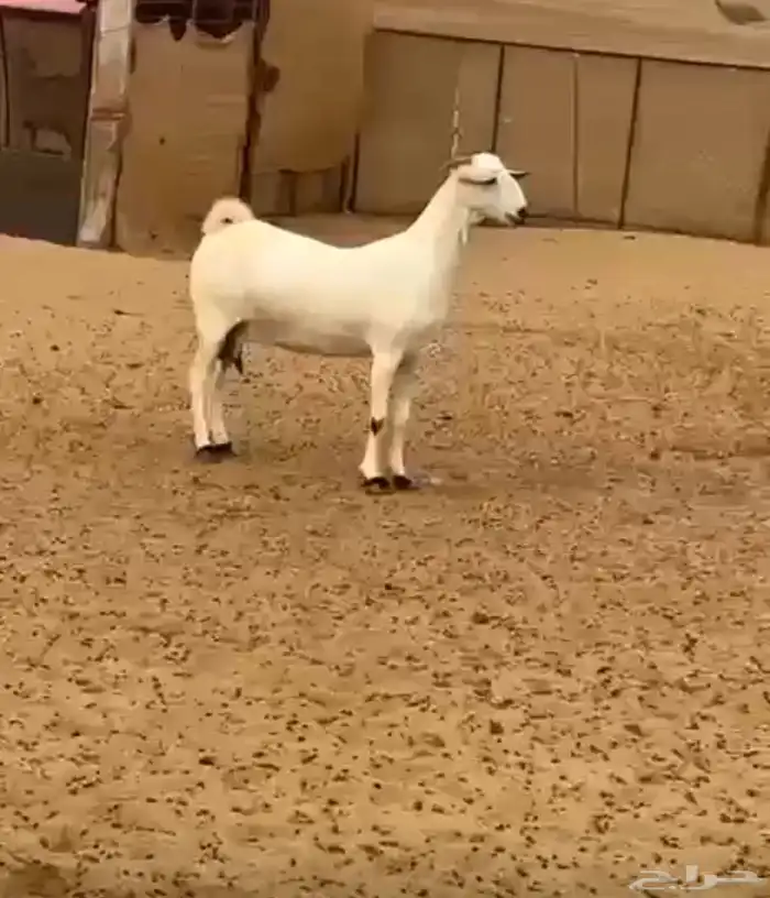 شاه بيشية دافع جرم نادر 2