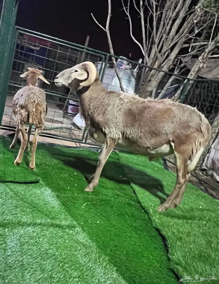 فحل ضان وعل ورخل من نفس الصنف السن ثني 1