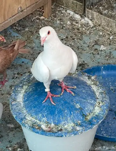 حمام مشكل 10 7