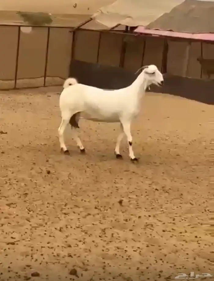 شاه بيشية دافع جرم نادر 1