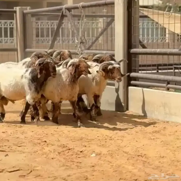 فحول نعيم شرط 0