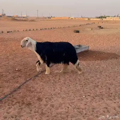 نجدي فحل 1