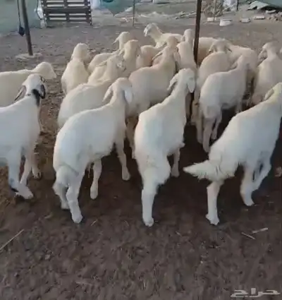 طليان ورخال تربيه مراح 1