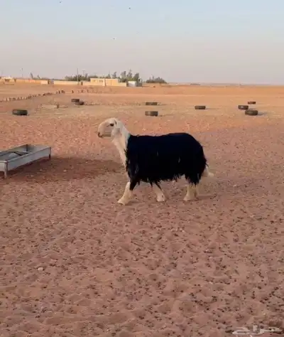 نجدي فحل 0