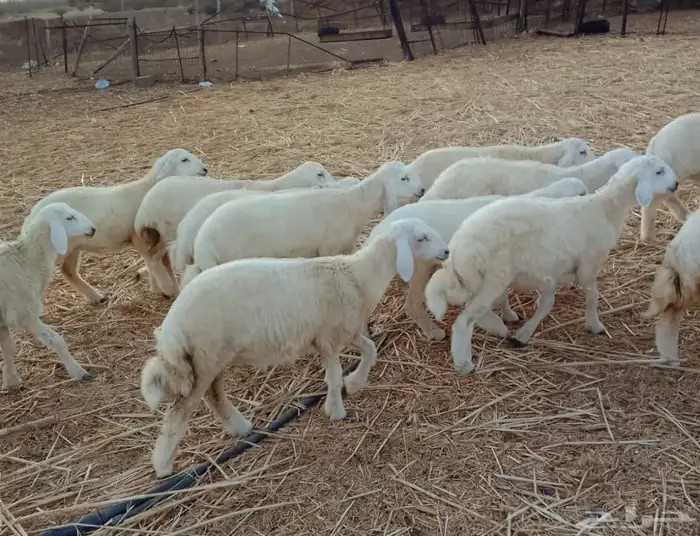 طليان ورخال حرية 1