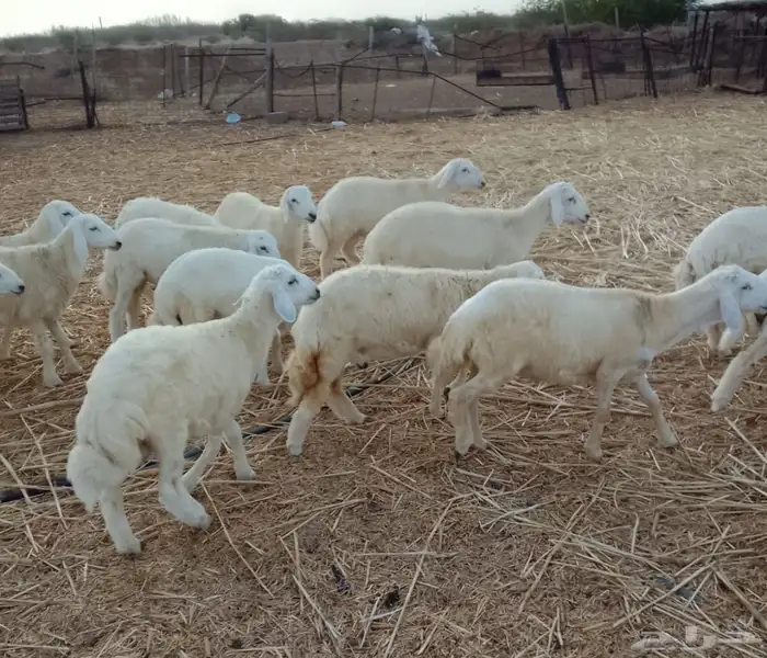 طليان ورخال حرية 0
