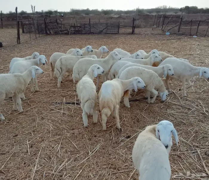 طليان ورخال حرية 2