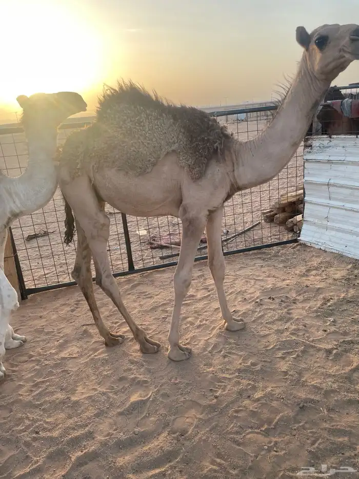 حشو للبيع 9
