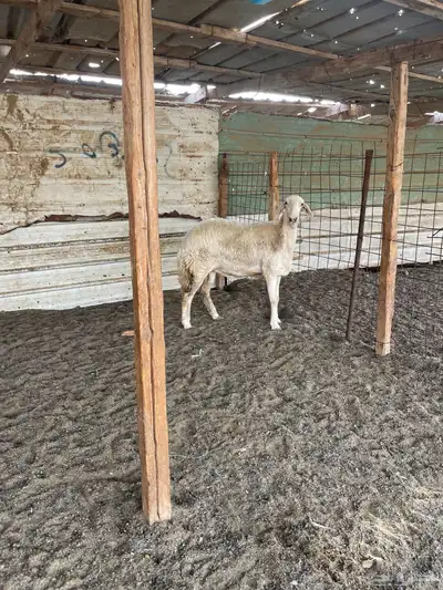 رخل جذعه جبره 1